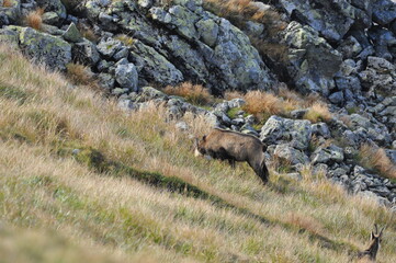 Mountain chamois, goats on the peaks in the Tatra National Park. Mammals grazing in the clearing and resting between the ridges and rocks.