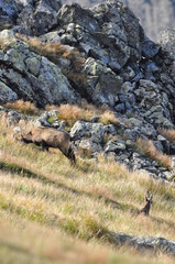 Mountain chamois, goats on the peaks in the Tatra National Park. Mammals grazing in the clearing and resting between the ridges and rocks.