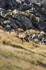 Mountain chamois, goats on the peaks in the Tatra National Park. Mammals grazing in the clearing and resting between the ridges and rocks.