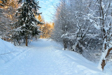 Winter snowy forest landscape with a hiking trail for walking outdoors. 