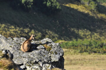 Mountain chamois, goats on the peaks in the Tatra National Park. Mammals grazing in the clearing and resting between the ridges and rocks.