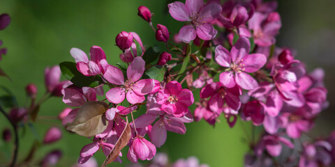 Banner spring flowering tree