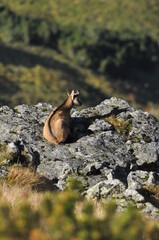 Mountain chamois, goats on the peaks in the Tatra National Park. Mammals grazing in the clearing and resting between the ridges and rocks.