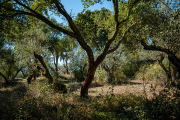 PORTUGAL ALENTEJO EVORA
