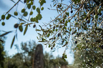 PORTUGAL ALENTEJO EVORA CROMLECH