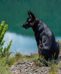 black german shepherd dog by a lake