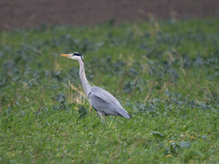 grey heron ardea cinerea
