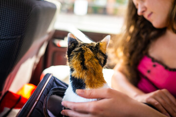 Young woman girl petting calico senior cat in portable travel carrier cage riding in car vehicle...