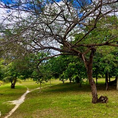 tree in park