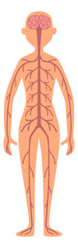 Human nervous system. Adult woman anatomy poster
