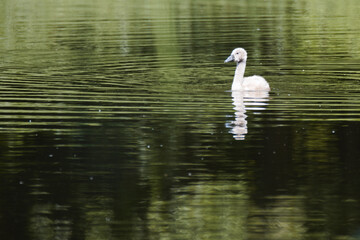 swan on the lake