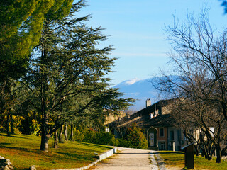 Vue hivernale Mont Ventoux avec oliviers