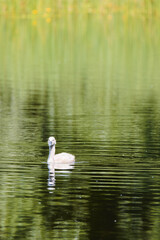 swan on the lake