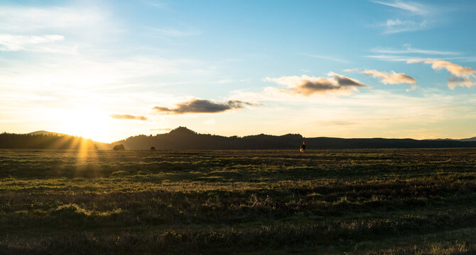 Wild horse grazing on summer meadow at sunset