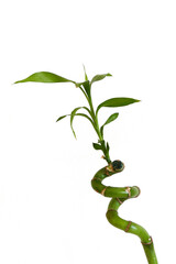 bamboo tree seedling,growing bamboo tree in jar as ornamental plant,bamboo tree close-up at home,