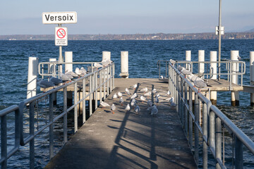 Fototapeta premium Mouette sur le débarcadère