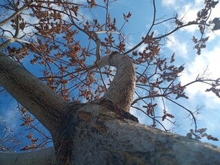 tree in the sky