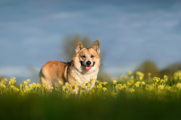 dog on the grass