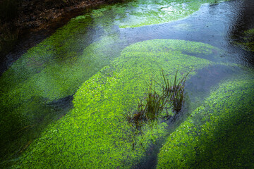 Green algae growing in the brook. Spring river with large bodies of alga community underwater in circular patterns.