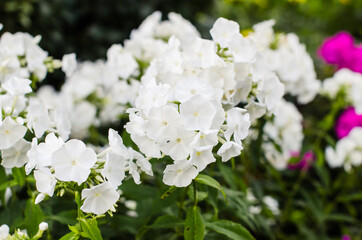 white hydrangea flowers in the garden against blurred greenery
