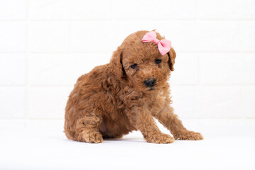 Puppy Red Miniature  Toy Poodle , Little cute dog sits  on white  background