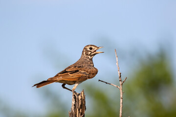 Dusky Lark, Kruger National Park