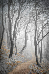 Misty trees in a wood with a path