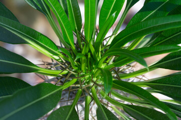 cactus garden on the farm hobby and leisure activities for another form of happiness