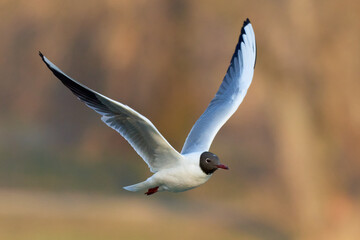 Black headed gull in flight at sunrise. Flying with spread wings over lake. Side view, closeup. Blurred colorful background. Genus species Larus ridibundus.