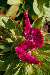 Cockscombs (Celosia cristata) in garden