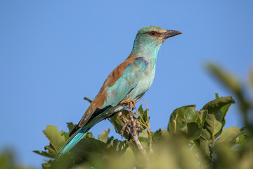 European Roller, Kruger National Park