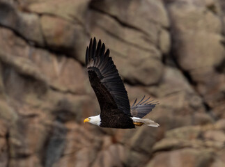 Bald Eagle in Eleven Mile Canyon