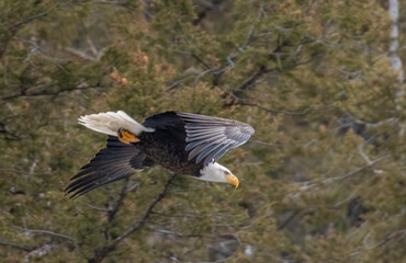 Bald Eagle in Eleven Mile Canyon