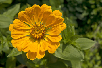 Common Zinnia (Zinnia elegans) in garden