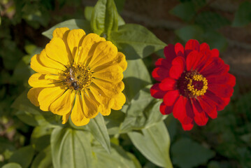 Common Zinnia (Zinnia elegans) in garden