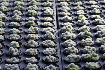 cactus garden on the farm hobby and leisure activities for another form of happiness