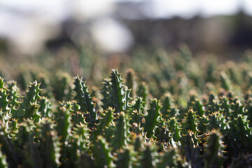 cactus garden on the farm hobby and leisure activities for another form of happiness