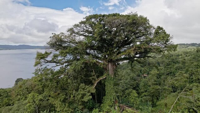 Drone shot of a Ceiba tree (Ceiba aesculifolia) and Lake Arenal behind, this tree was the template for the film Avatar, Ceiba Tree Lodge, Nuevo Arenal, Costa Rica, Central America