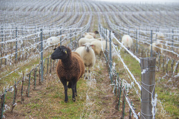 Moutons dans la vigne