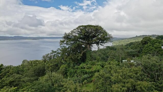 Drone shot of a Ceiba tree (Ceiba aesculifolia) and Lake Arenal behind, this tree was the template for the film Avatar, Ceiba Tree Lodge, Nuevo Arenal, Costa Rica, Central America