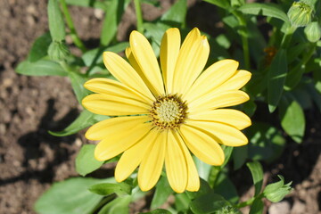 yellow flower in the garden