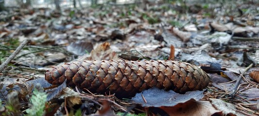 A pine cone on the ground