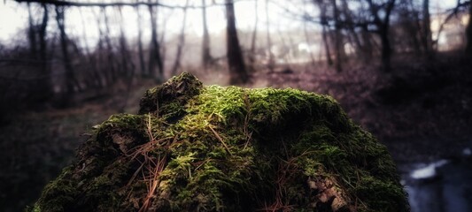 Sun glazed moss on the tree trunk