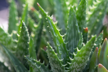 cactus garden on the farm hobby and leisure activities for another form of happiness