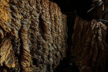 close up of a tobaccos leaves rope