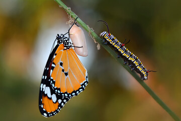 Closeup   beautiful  Monarch Butterfly and  Chrysalis