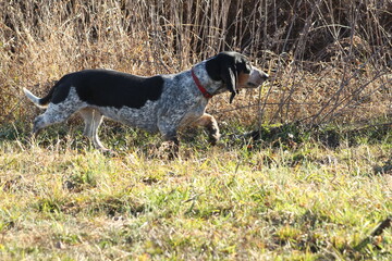 Basset hound on the prowl