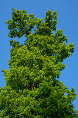 Obraz premium Frischer grüner Laubbaum / Baum im Frühling unter einem blauen wolkenlosen Himmel (Hochformat)