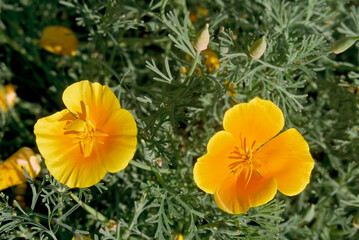California Poppy (Eschscholtzia californica) in garden