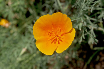 California Poppy (Eschscholtzia californica) in garden